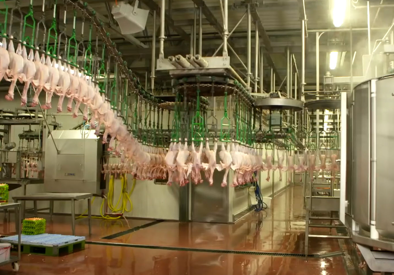 spent hen evisceration room