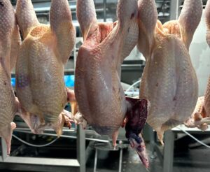downgrade whole birds